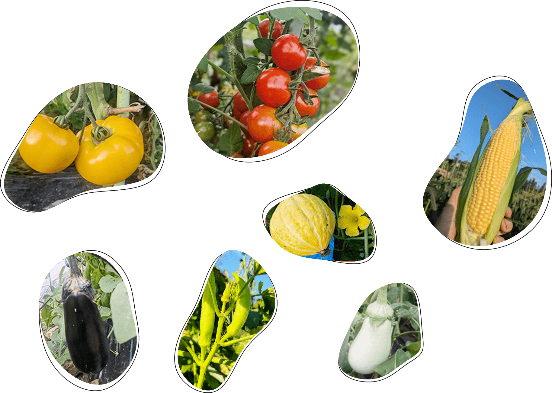 八ヶ岳高原の新鮮野菜 清里ペンションいずみ 自家菜園